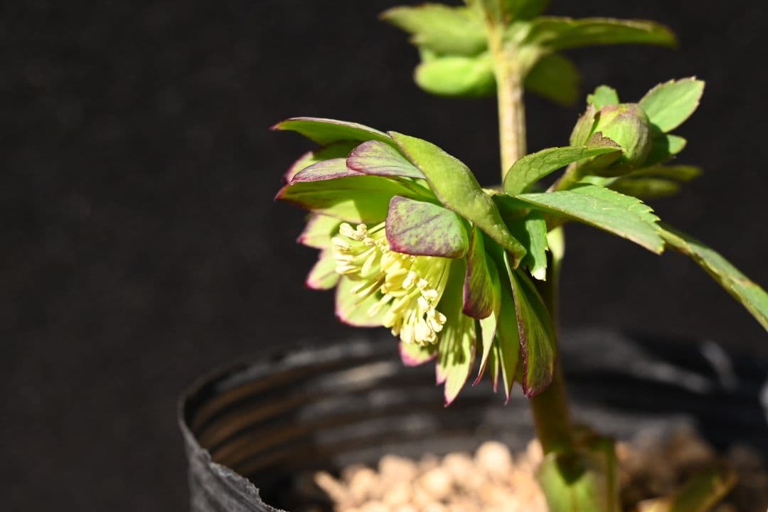 クリスマスローズ　Wild　Collection　加藤農園