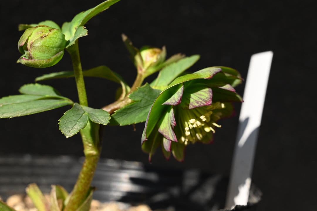 クリスマスローズ　Wild　Collection　加藤農園