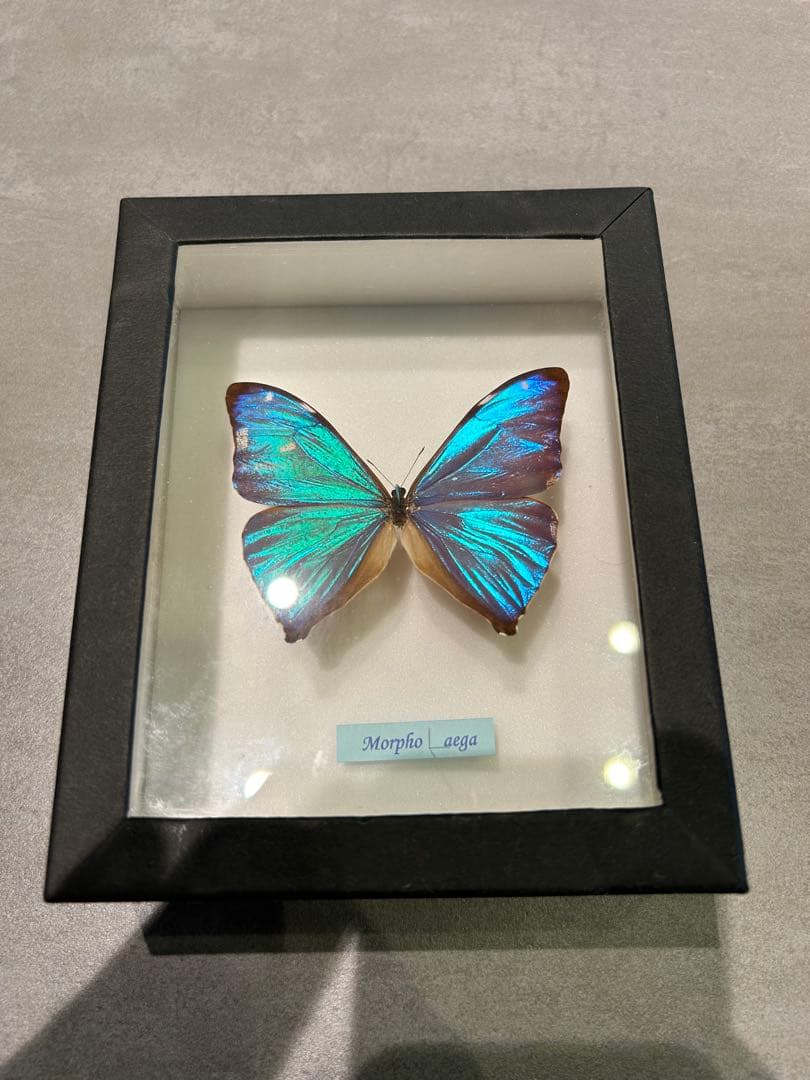 メネラウスモルフォ/エガモルフォ　標本セット