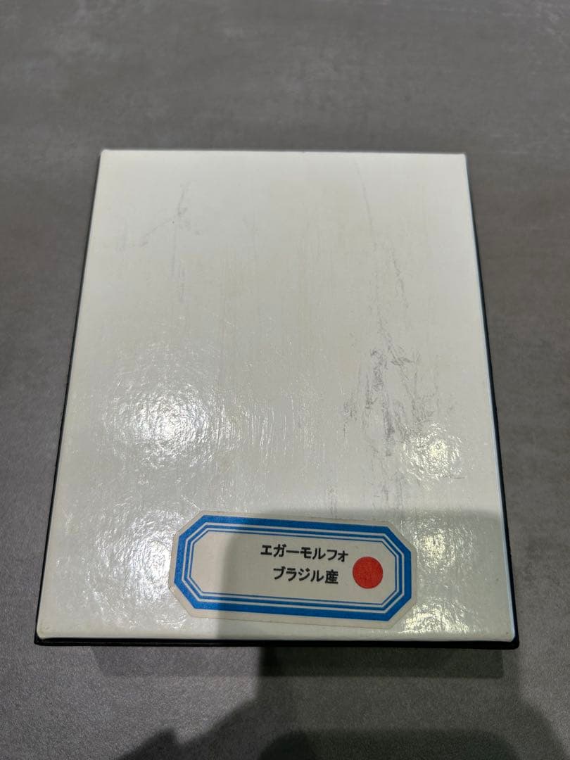 メネラウスモルフォ/エガモルフォ　標本セット