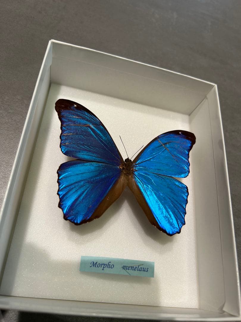 メネラウスモルフォ/エガモルフォ　標本セット