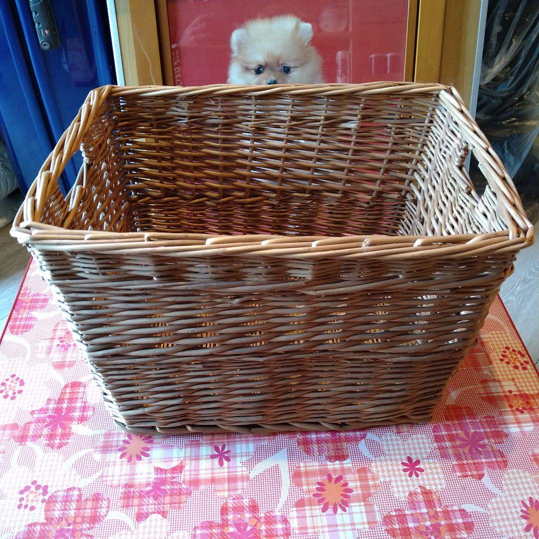 カゴ　カゴセット　カゴ3点セット