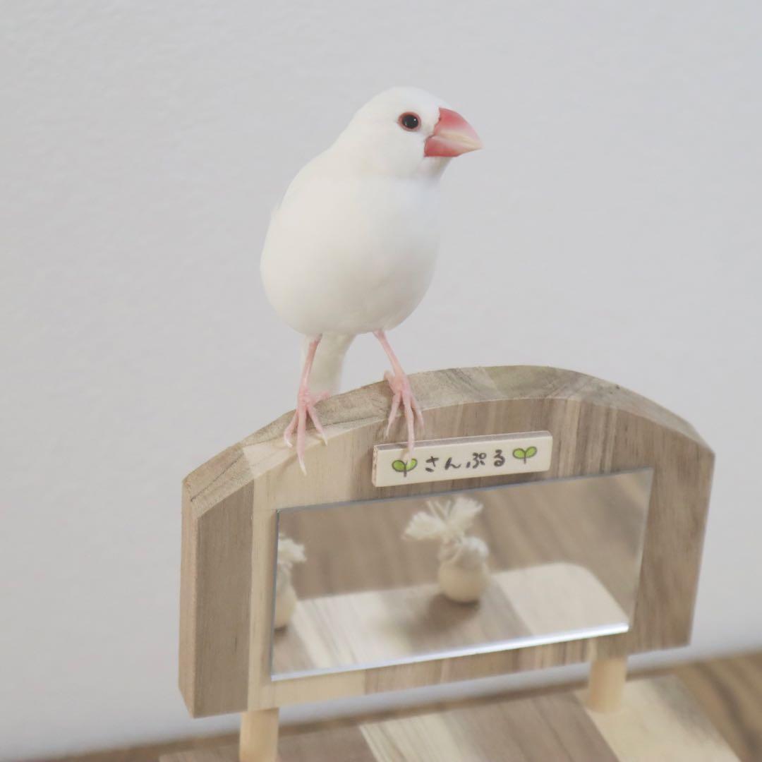 ことりのあそびば　ミラー付き　文鳥　インコ　バードアスレチック　ブランコ