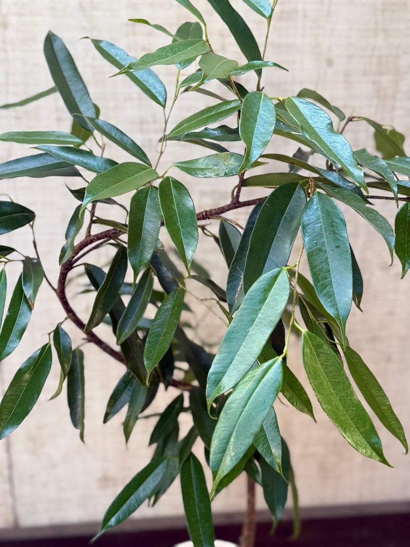 ☆フィカス アムステルダムキング♪ 曲がり仕立て 108cm♪