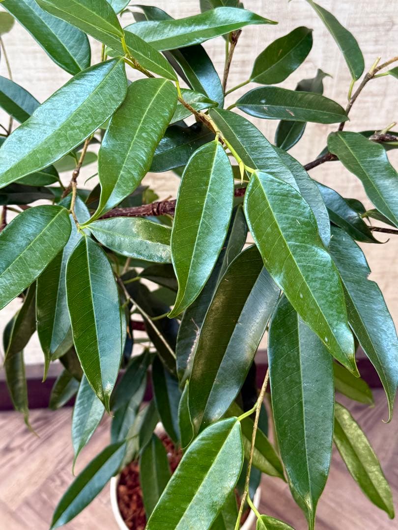 ☆フィカス アムステルダムキング♪ 曲がり仕立て 108cm♪