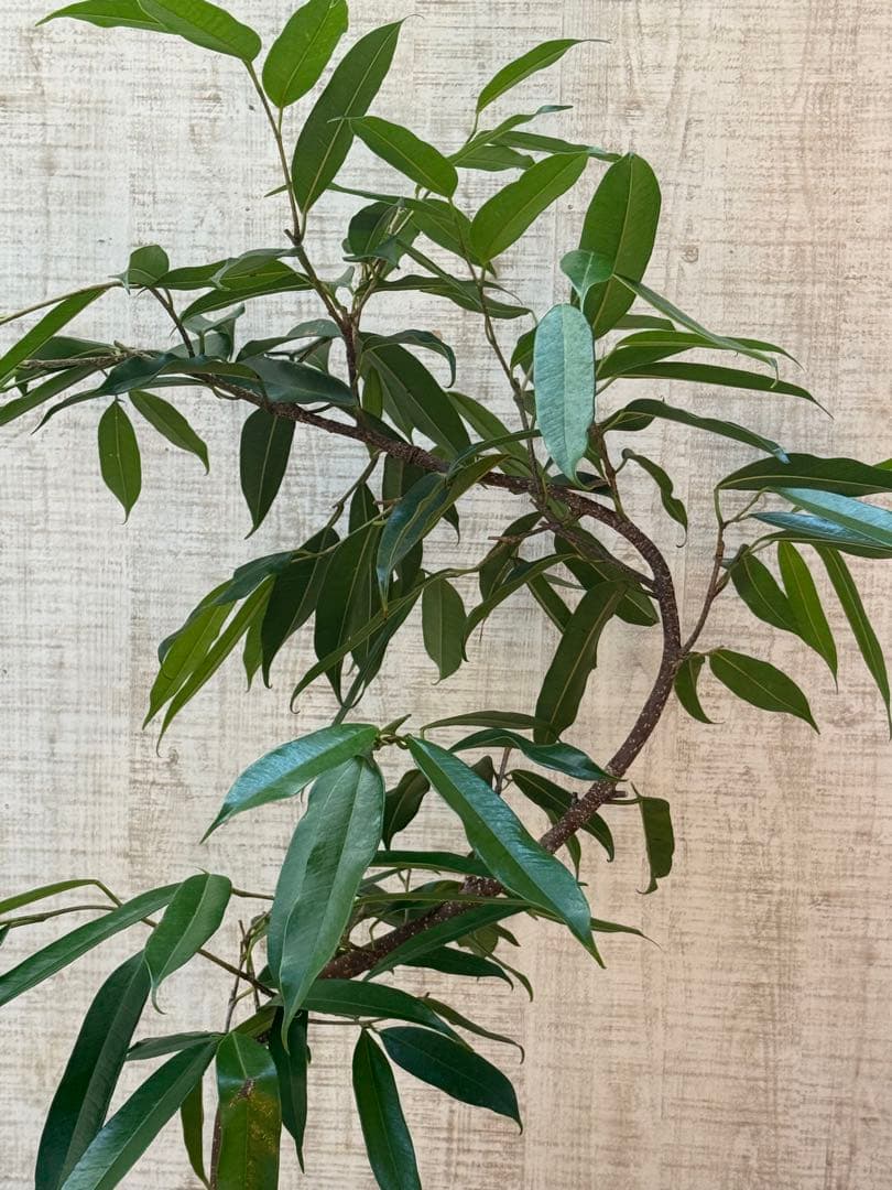 ☆フィカス アムステルダムキング♪ 曲がり仕立て 108cm♪