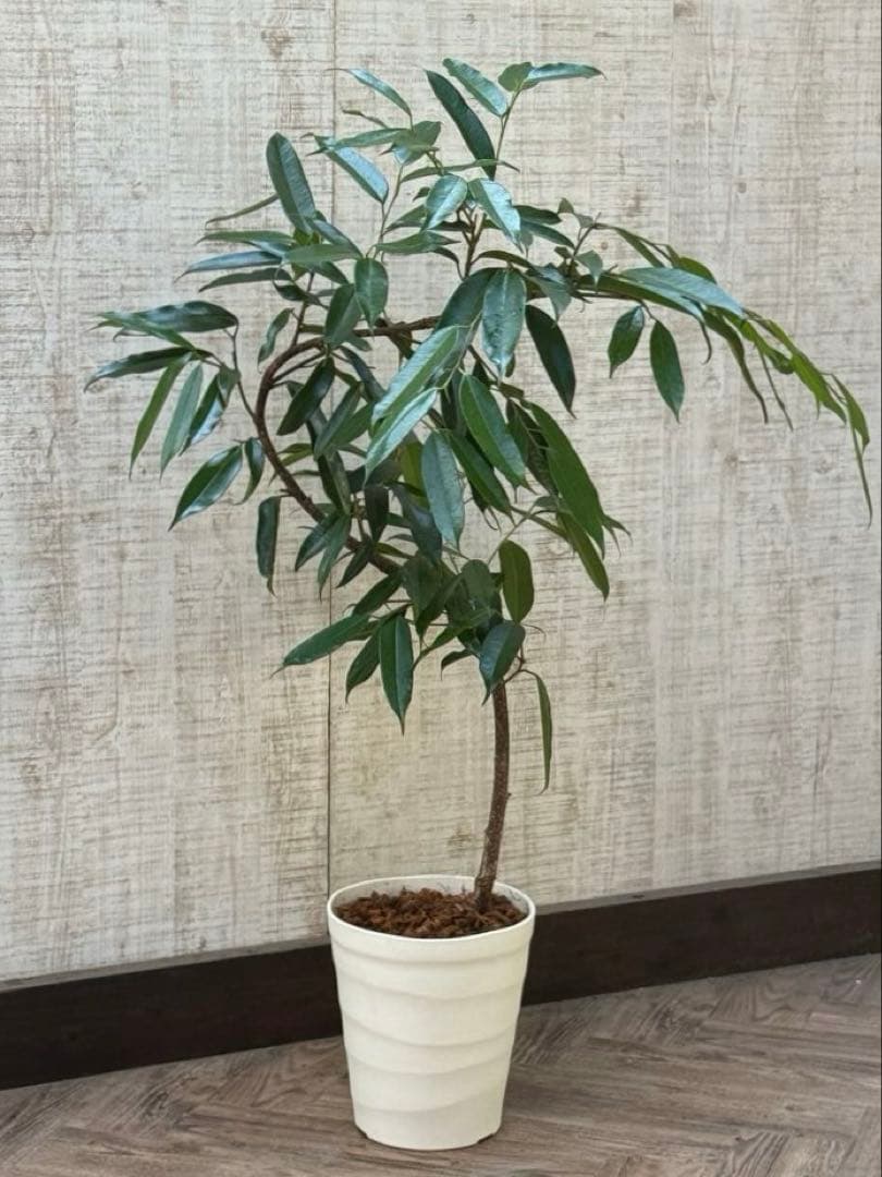 ☆フィカス アムステルダムキング♪ 曲がり仕立て 108cm♪