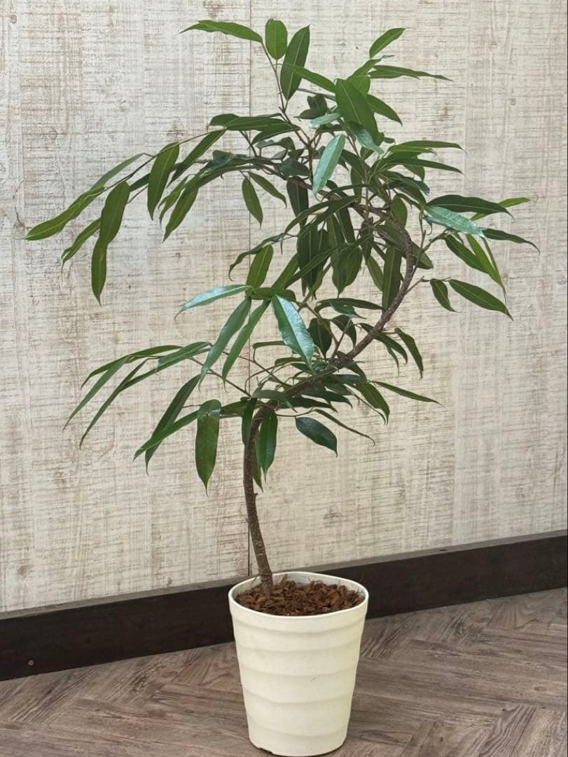 ☆フィカス アムステルダムキング♪ 曲がり仕立て 108cm♪