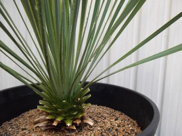 現物「ユッカ・ロストラータ」10号　Yucca rostrata