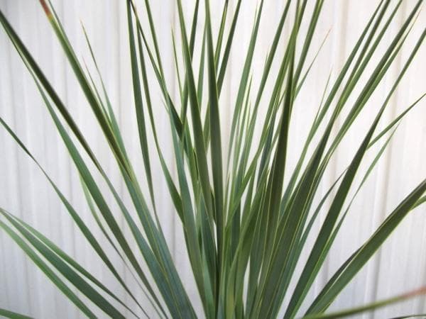 現物「ユッカ・ロストラータ」10号　Yucca rostrata