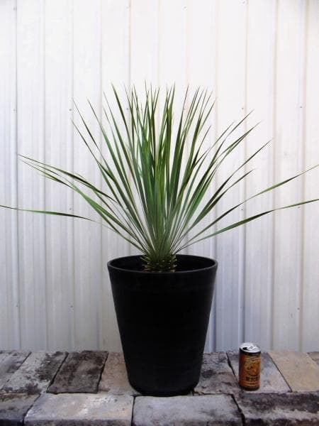 現物「ユッカ・ロストラータ」10号　Yucca rostrata