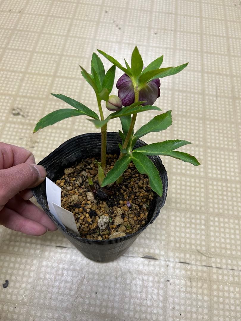 紅白の輝き 加藤農園 クリスマスローズ同梱可能