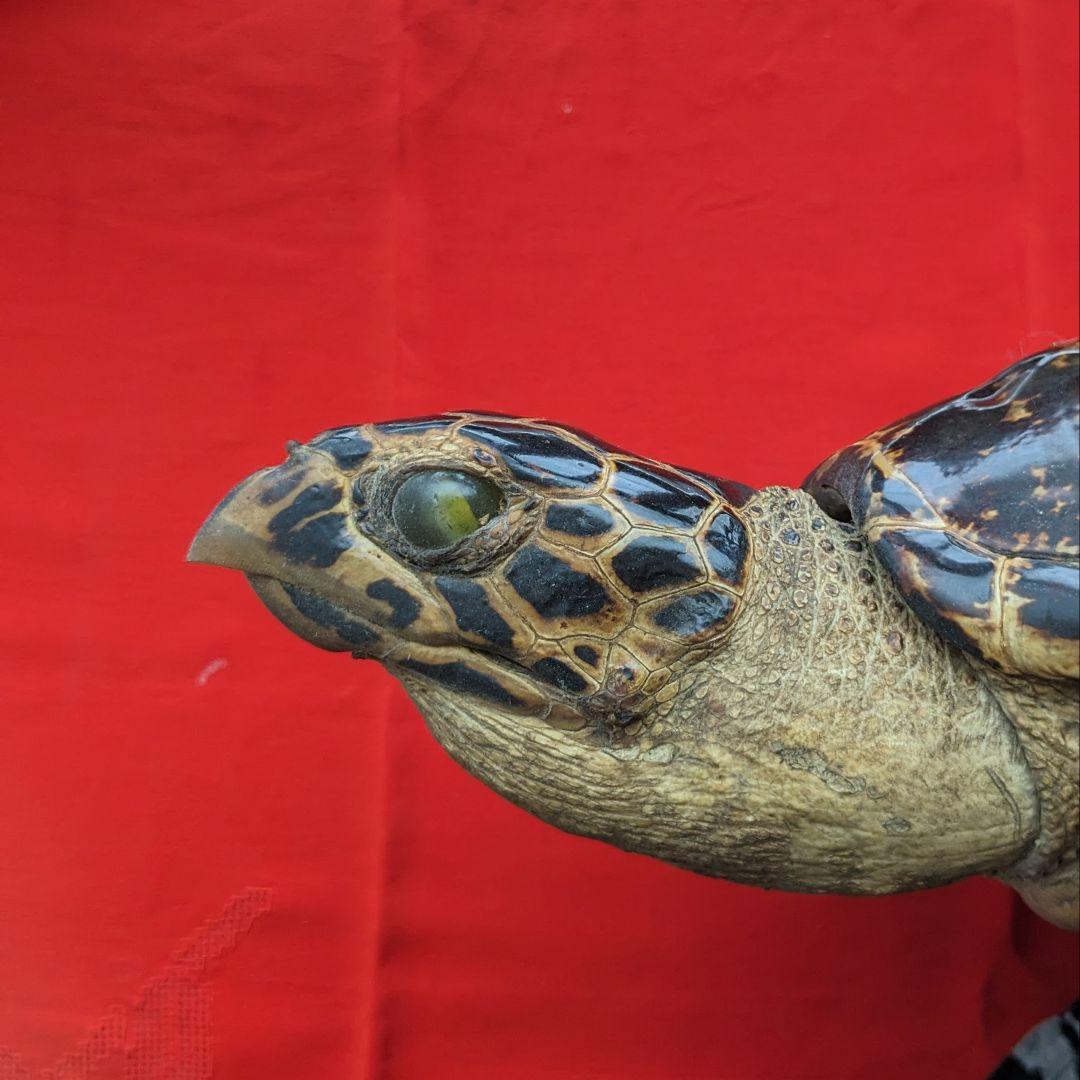 亀剥製（タイマイ) 置物　登録証付き【価格交渉承ります】