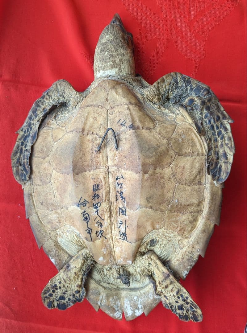 亀剥製（タイマイ) 置物　登録証付き【価格交渉承ります】