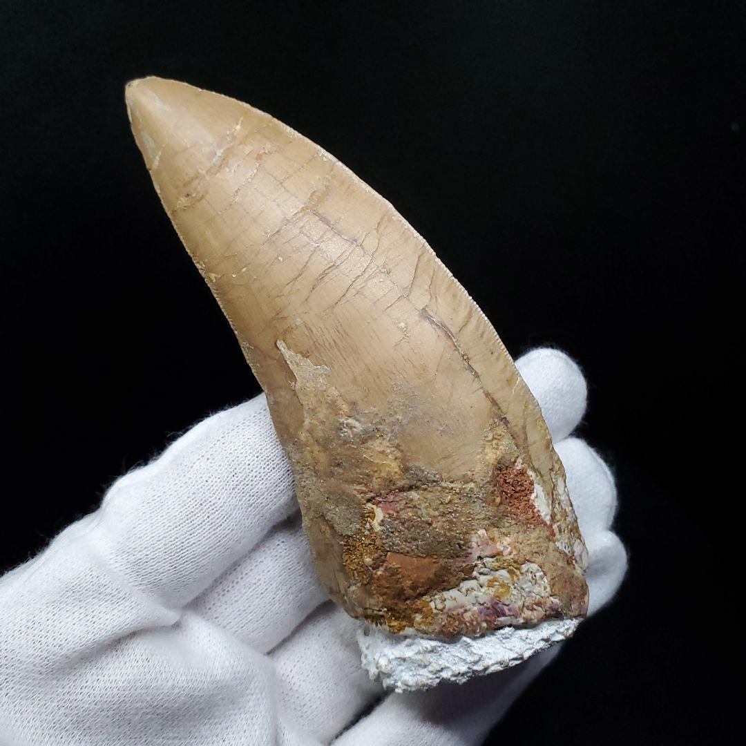 カルカロドントサウルス 歯 化石 本物 モロッコ産 101.22mm  fr80