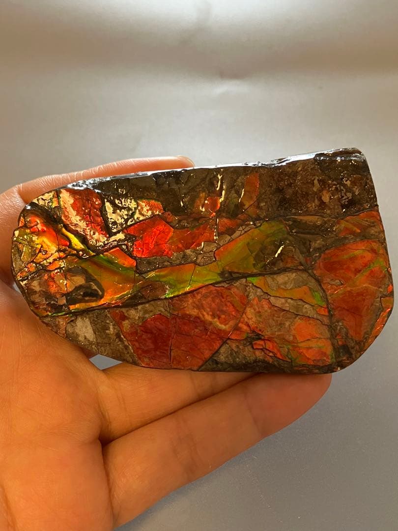 カナダ産　アンモライト　化石　原石　幅8.5cm 箱付き