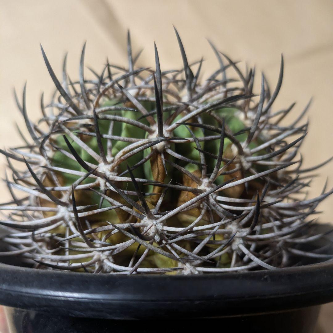 エリオシケ アウラータ 五百津玉 台付