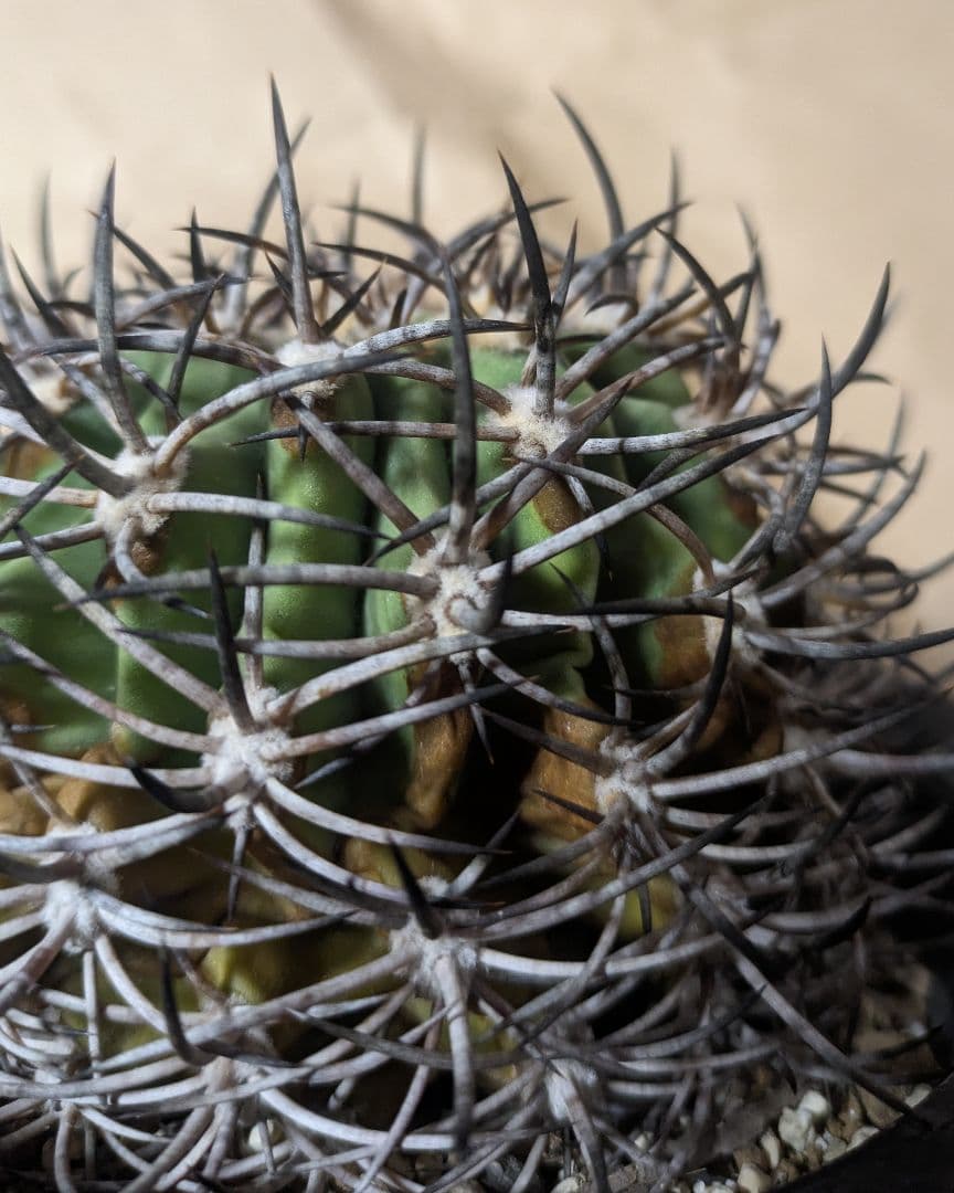 エリオシケ アウラータ 五百津玉 台付