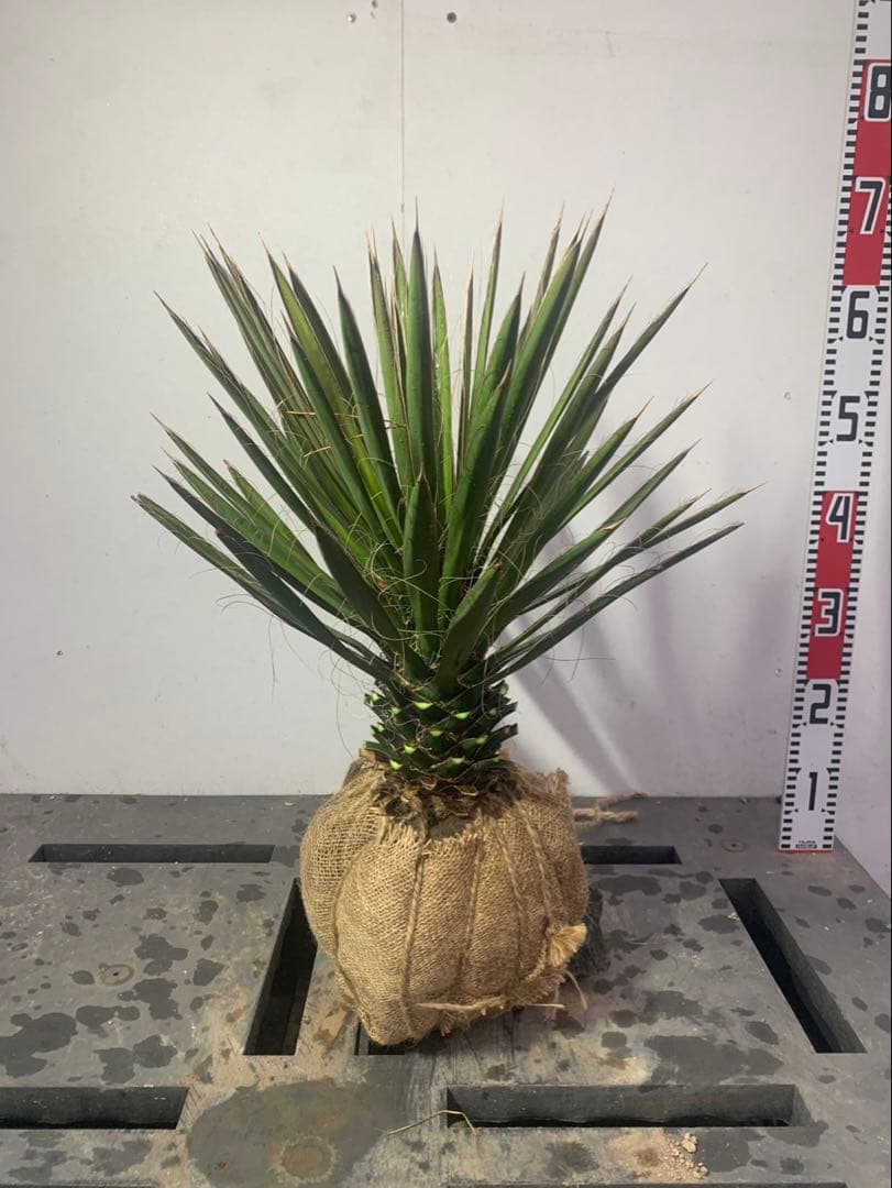 ユッカ　　フィリフェラ