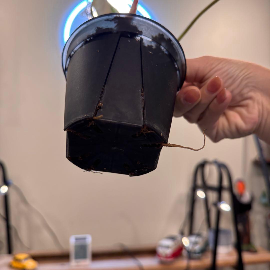 e*o様 31 フィロデンドロン　グロリオーサム　トリカラー　斑入り　超美株