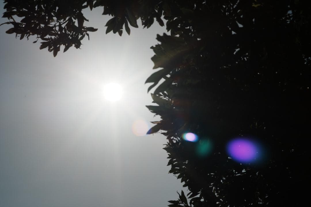 【神レンズ】オリンパス Zuiko auto macro 90mm F2 791