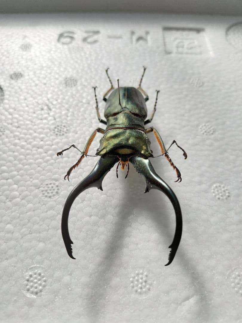 特大モンギローニホソアカクワガタ標本（超貴重）