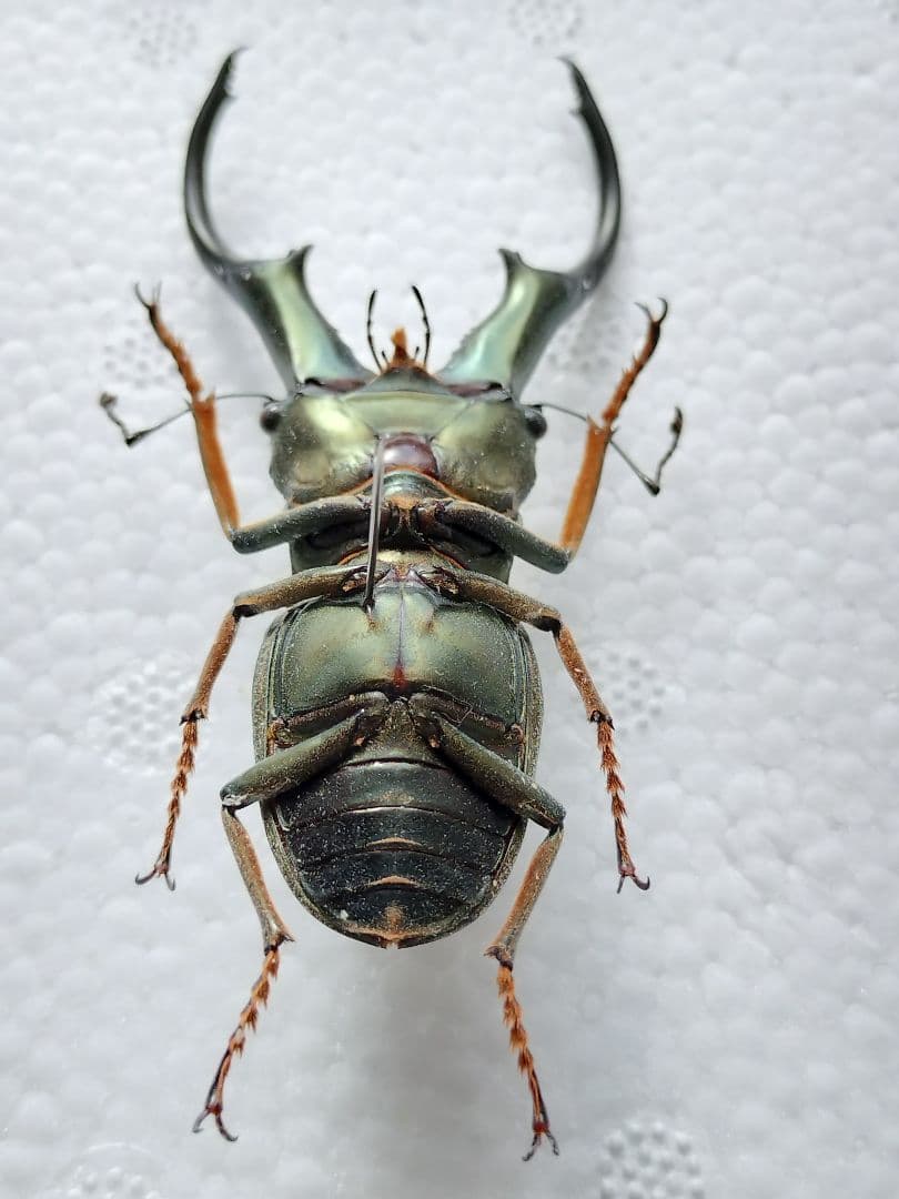 特大モンギローニホソアカクワガタ標本（超貴重）