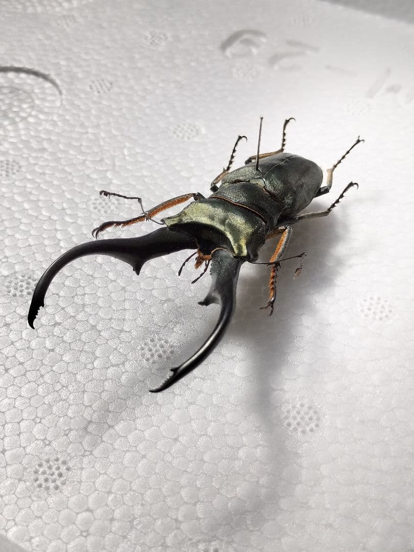 特大モンギローニホソアカクワガタ標本（超貴重）