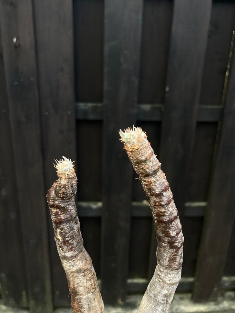 ◾️鉢ごとメルカリ便◾️グラキリスL