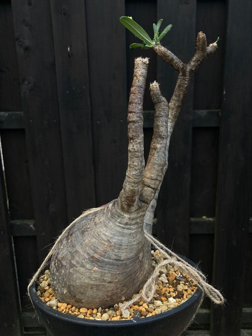 ◾️鉢ごとメルカリ便◾️グラキリスL