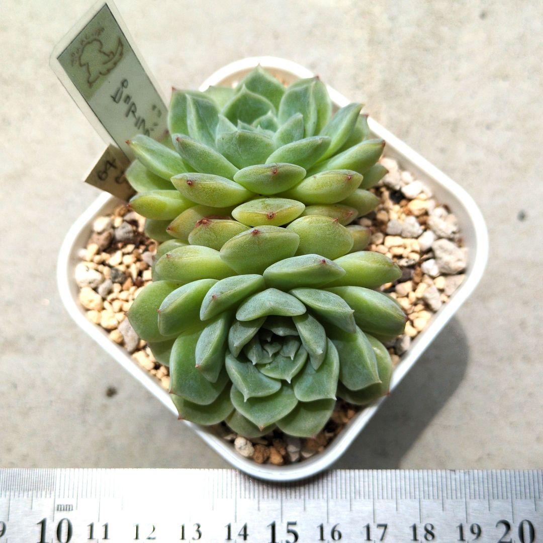 64. 多肉植物 ピュアラブ 800円【抜き苗】