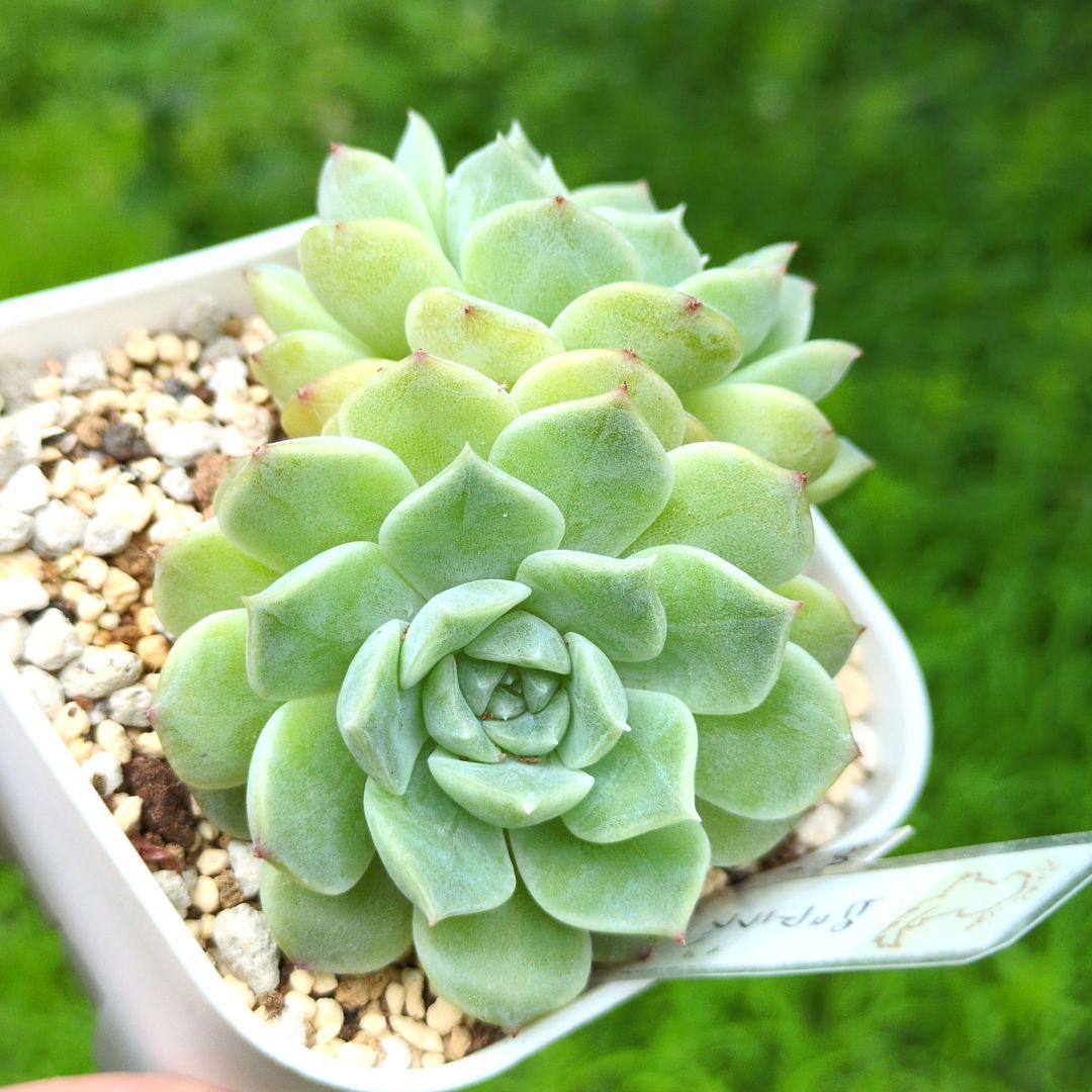 64. 多肉植物 ピュアラブ 800円【抜き苗】