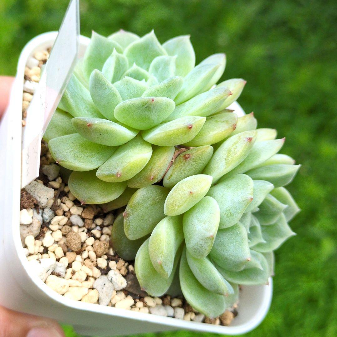 64. 多肉植物 ピュアラブ 800円【抜き苗】