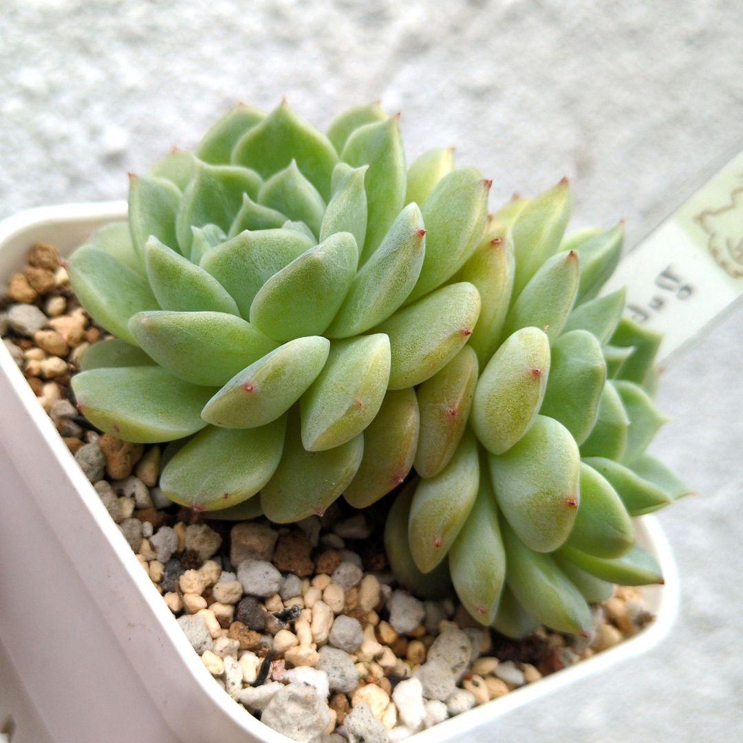 64. 多肉植物 ピュアラブ 800円【抜き苗】