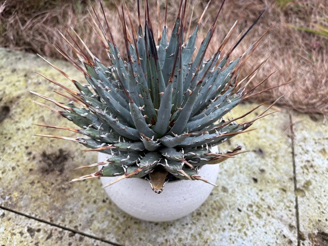 エボリスピナ　現地株　発根済個体３鉢セット