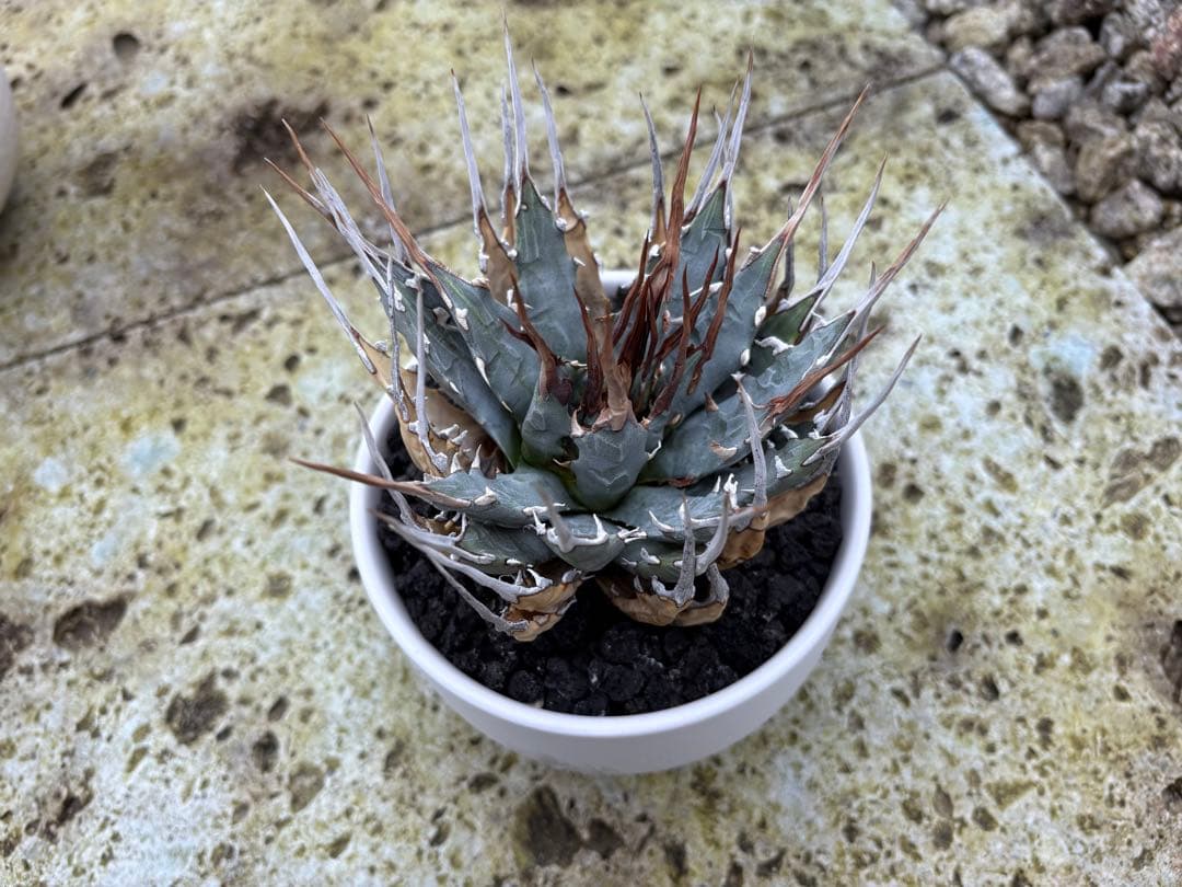 エボリスピナ　現地株　発根済個体３鉢セット