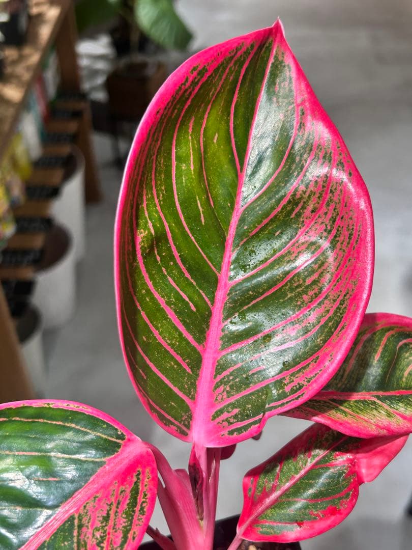 アグラオネマ　リップスティック　カンザ C