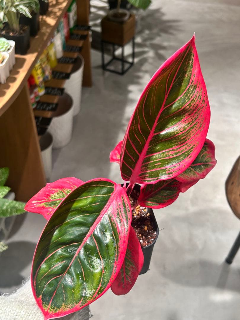 アグラオネマ　リップスティック　カンザ C