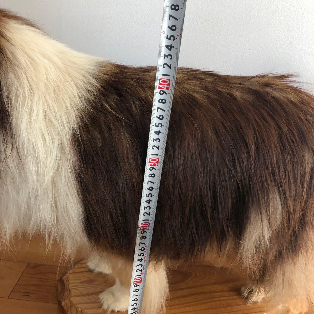 Taxidermy リアル犬の置物 茶色と白 約