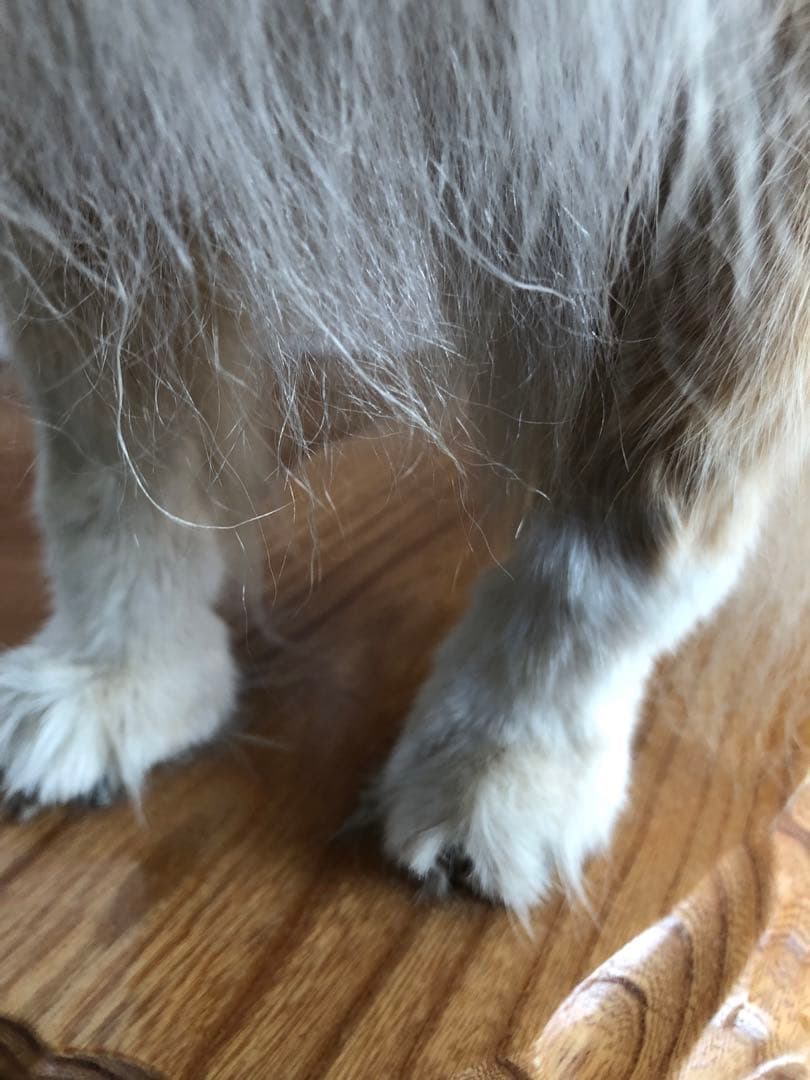 Taxidermy リアル犬の置物 茶色と白 約