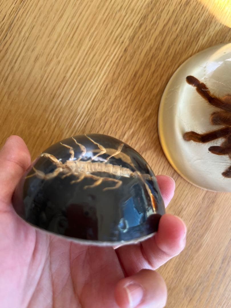 タランチュラとサソリ 樹脂標本 置物