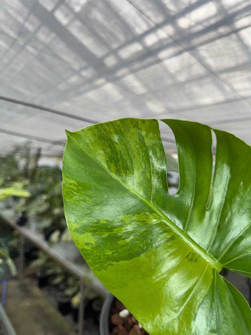 トシ　モンステラ　GOG抹茶斑入り