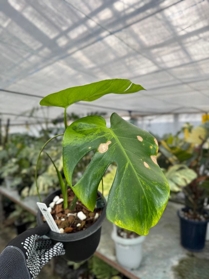 トシ　モンステラ　GOG抹茶斑入り