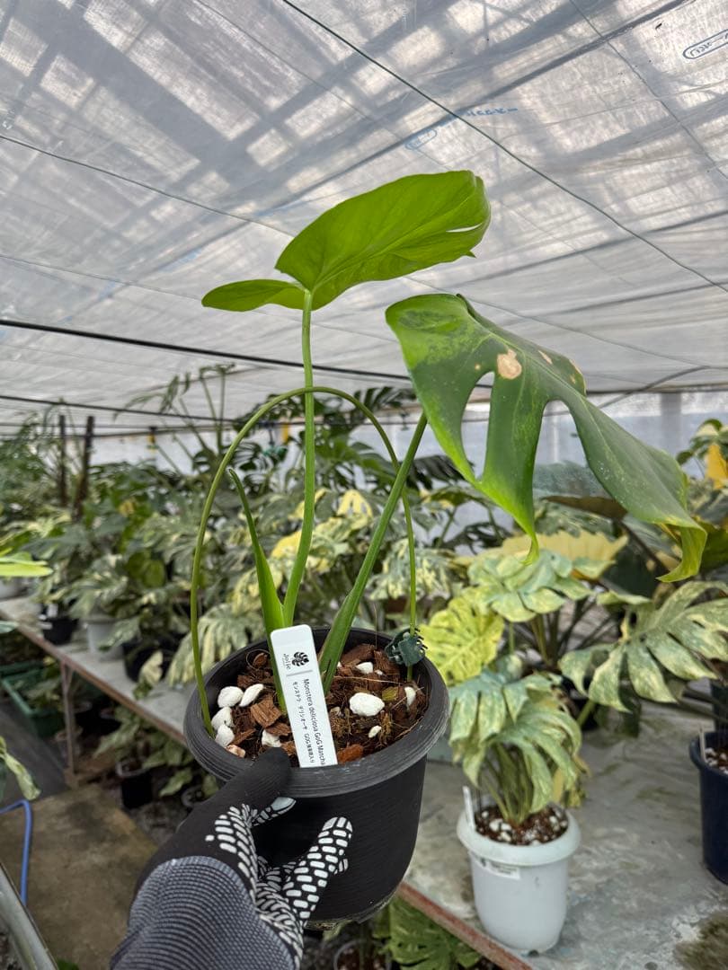 トシ　モンステラ　GOG抹茶斑入り