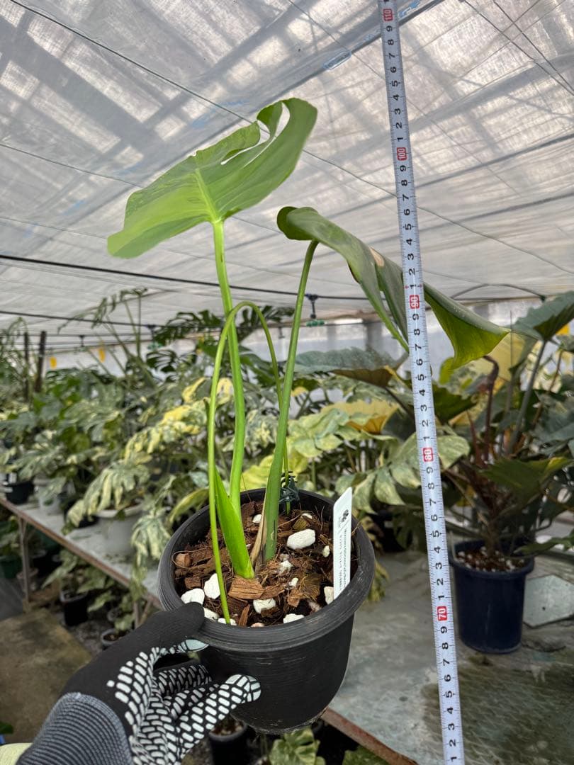 トシ　モンステラ　GOG抹茶斑入り