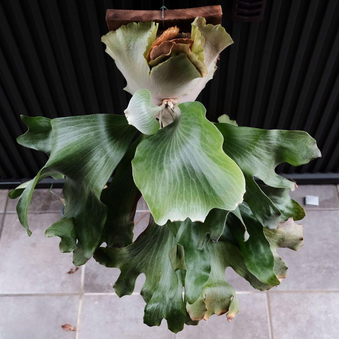 現品親株　大株　ビカクシダ　ヒリー　twenty OC yot#20