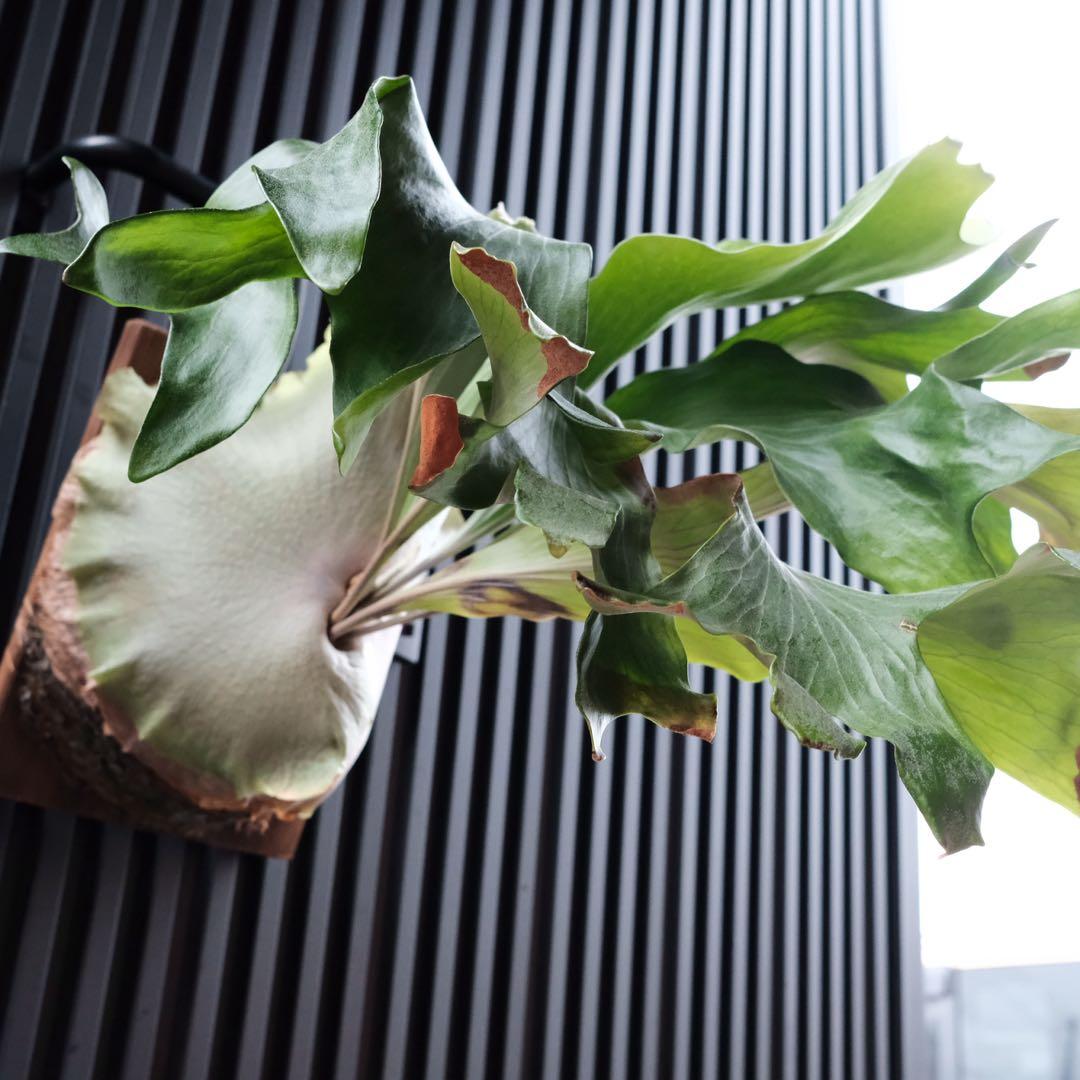 現品親株　大株　ビカクシダ　ヒリー　twenty OC yot#20