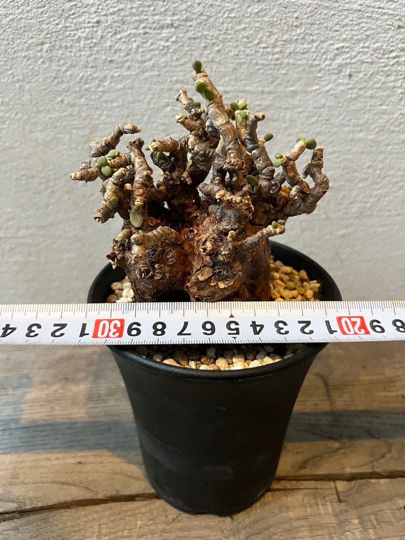 発根済　ケラリアピグマエア　ベアルート株　⑦