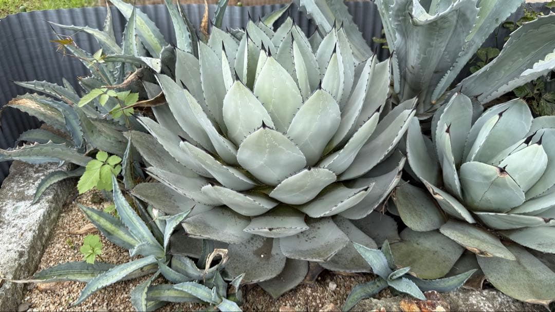 親株出品 アガベ パリー 65cm！お庭で存在感抜群！