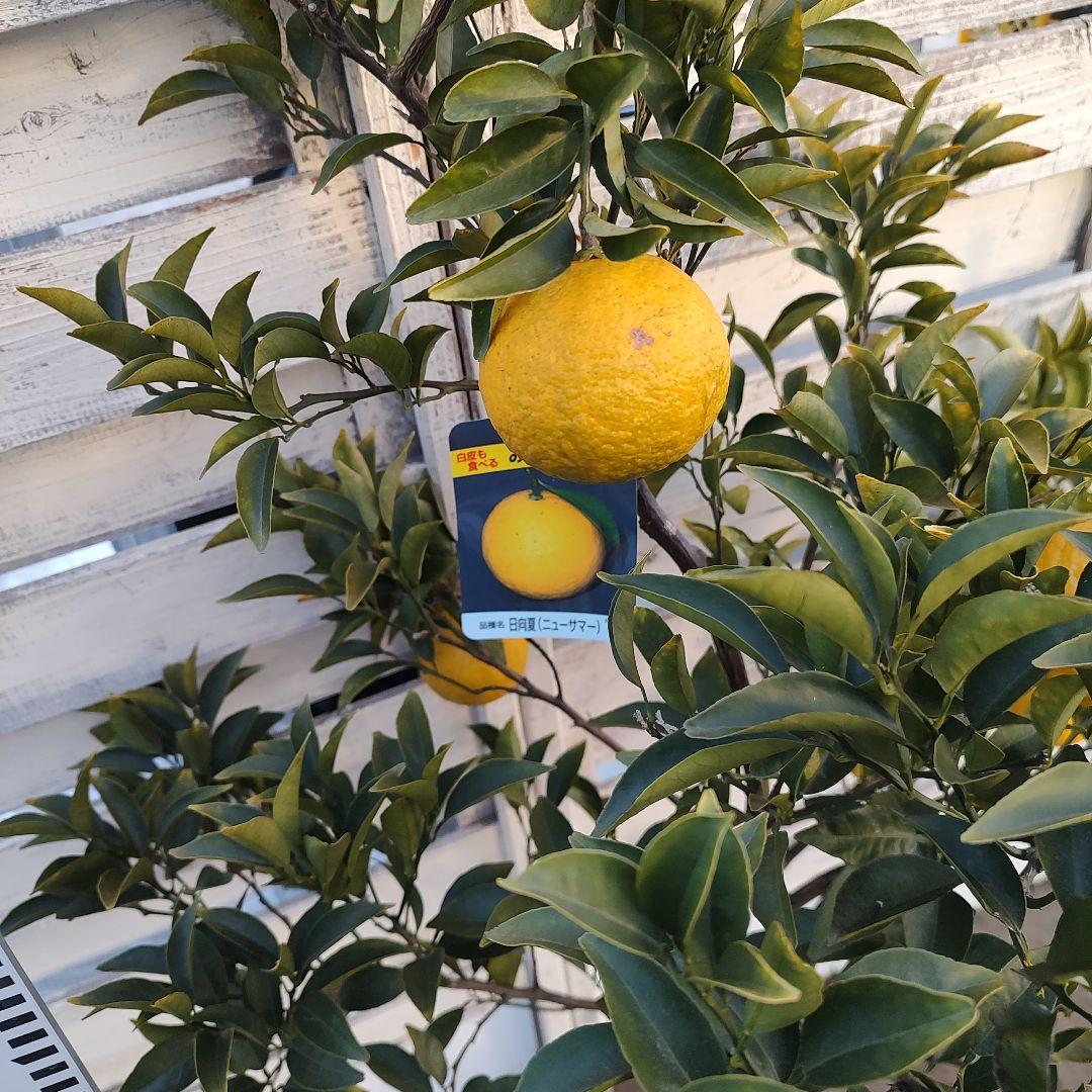 ドット 日向夏 ニューサマーオレンジ 5年生 苗木